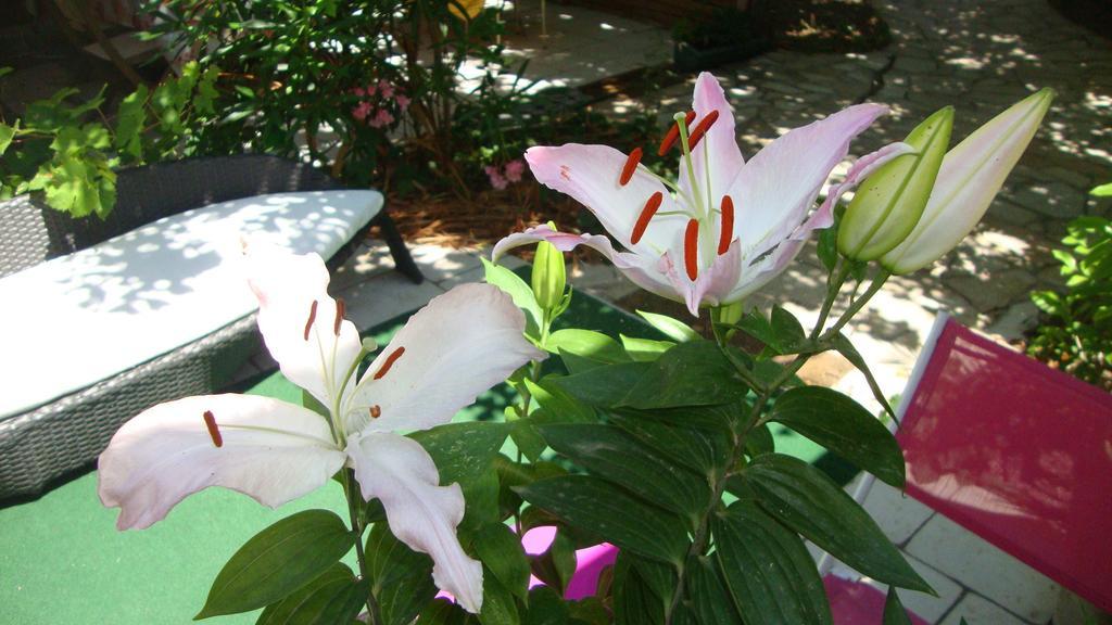 Le Soleil Bleu Bed & Breakfast Frejus